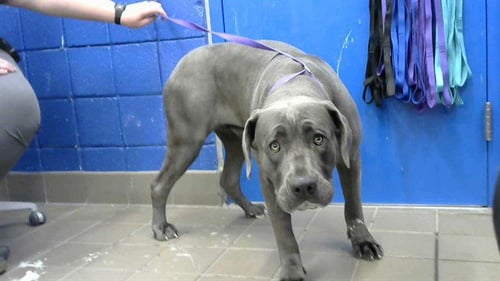 LOLA - Cane Corso Mastiff available for adoption