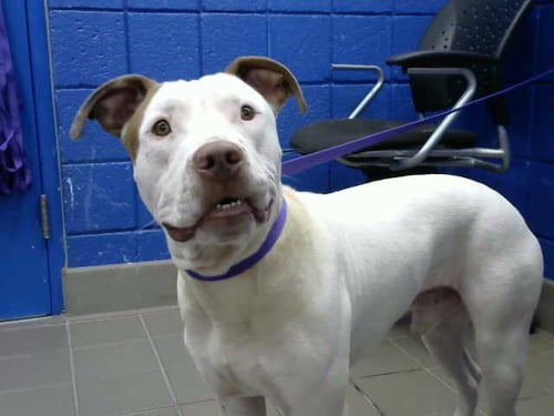 MARSHMELLO - Pit Bull Terrier available for adoption