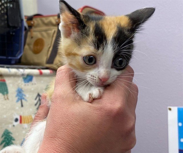 CALLIE - Domestic Short Hair available for adoption