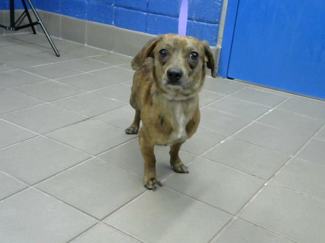 ZAY - Chihuahua / Dachshund available for adoption