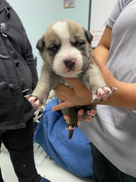 BART - Australian Cattle Dog/Blue Heeler available for adoption