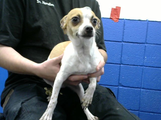 CREAM - Chihuahua available for adoption