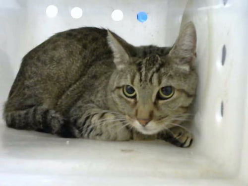 ANDI - Domestic Short Hair available for adoption