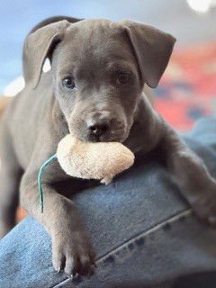 SHEBA - American Pit Bull Terrier available for adoption