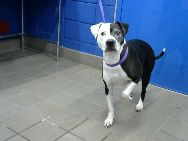 KONA - Pit Bull Terrier available for adoption