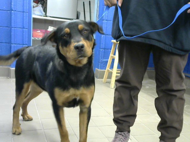 REX - Rottweiler available for adoption