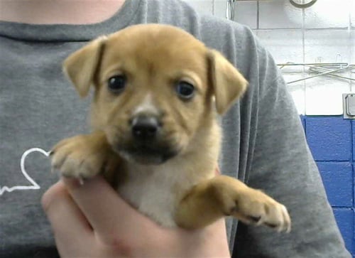 LUCKY CHARMS - Chihuahua available for adoption