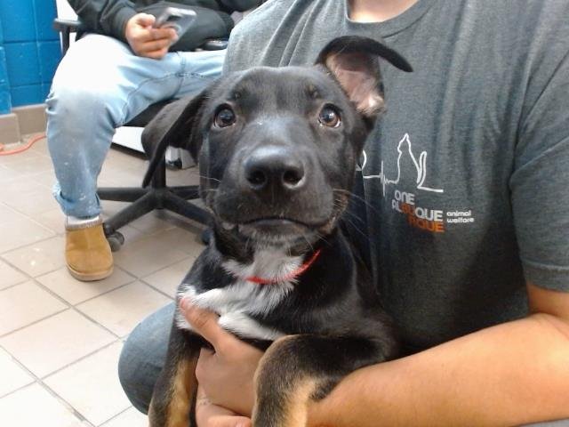 STARBURST - German Shepherd Dog available for adoption