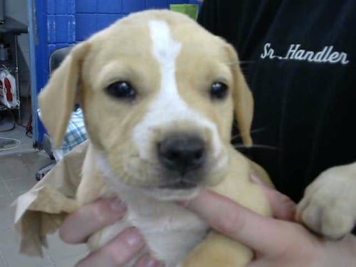 ARTEMIS - Labrador Retriever available for adoption