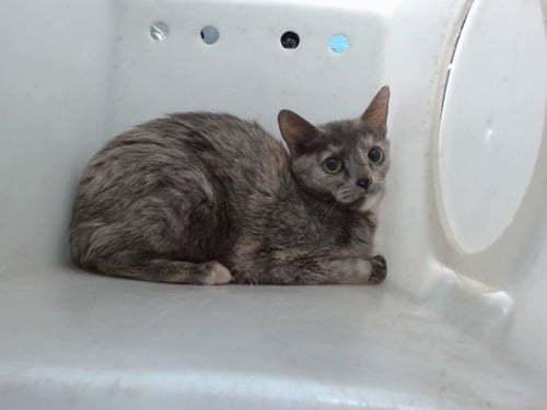 TRALALA - Domestic Short Hair available for adoption