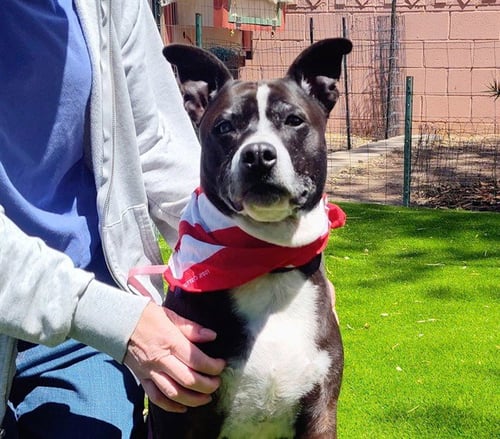 TINKERBELL - American Pit Bull Terrier available for adoption