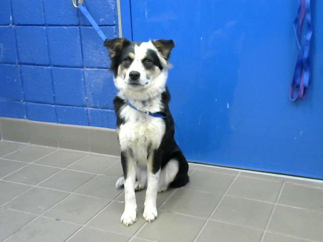 BANDIT - Border Collie available for adoption