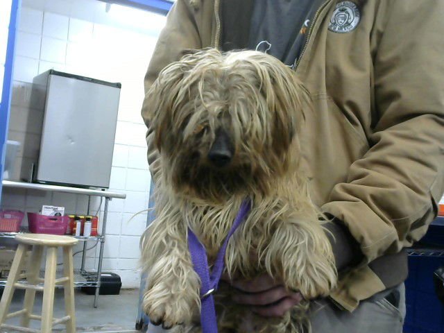 TACO - Yorkshire Terrier Yorkie available for adoption