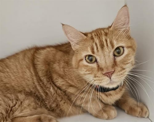 FLIPE - Domestic Short Hair for adoption in Albuquerque