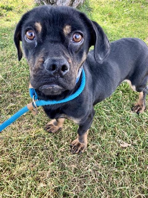 DUNN - Dachshund available for adoption