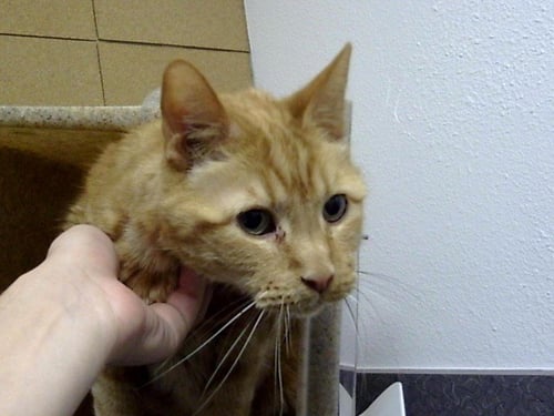 SAMMY - Domestic Short Hair available for adoption