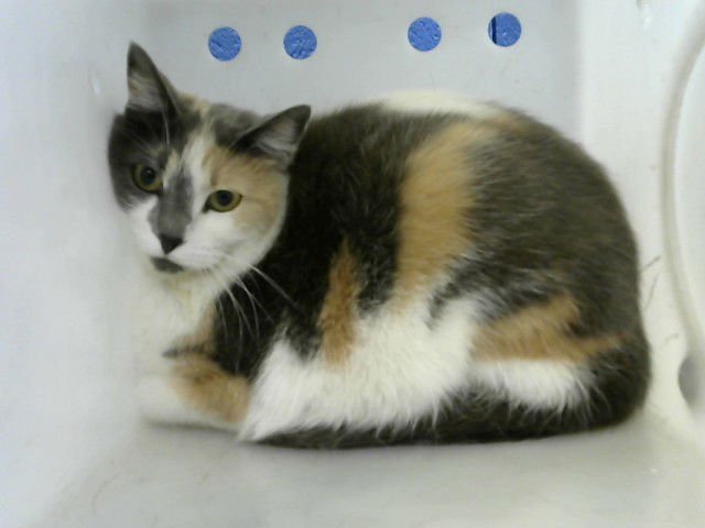 BIJOU NOEL - Domestic Short Hair available for adoption