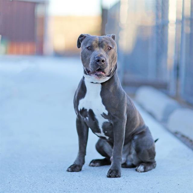 BLUEY - American Staffordshire Terrier available for adoption
