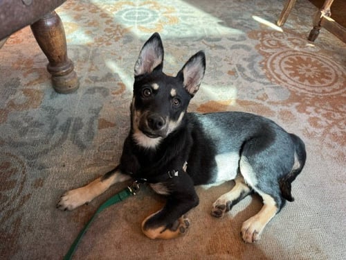 CHILE - German Shepherd Dog available for adoption