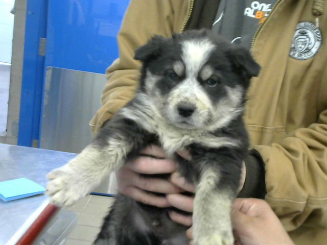 CHRIS - Queensland Heeler available for adoption