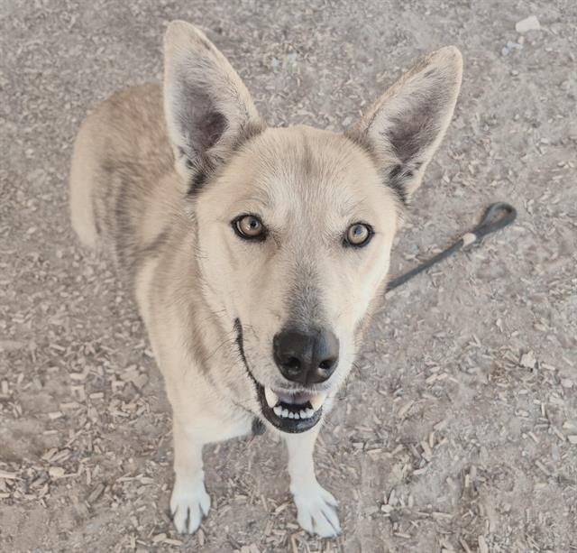 LEAH - German Shepherd Dog available for adoption