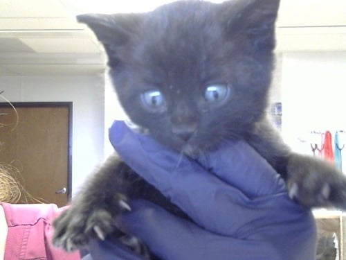AMY - Domestic Short Hair available for adoption