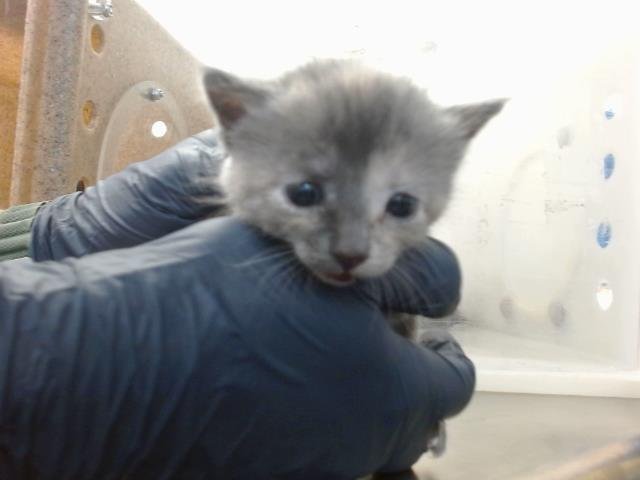 REESES - Domestic Short Hair available for adoption