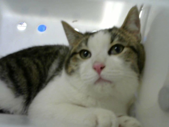 RUMMY - Domestic Long Hair available for adoption