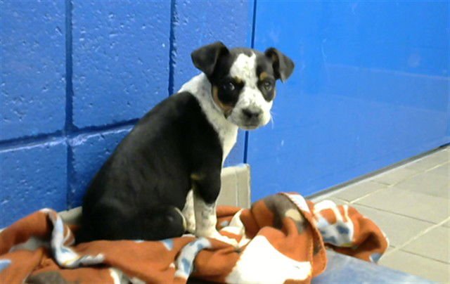 SIERRA - American Pit Bull Terrier available for adoption