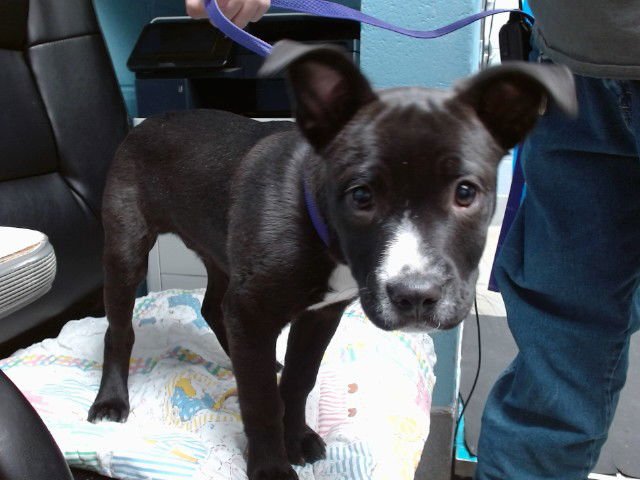 SEAL - American Pit Bull Terrier available for adoption