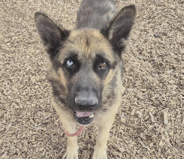 DUDE - German Shepherd Dog available for adoption