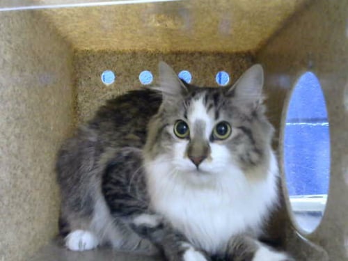 ASH - Domestic Long Hair available for adoption