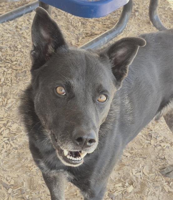 BARRETT - German Shepherd Dog available for adoption