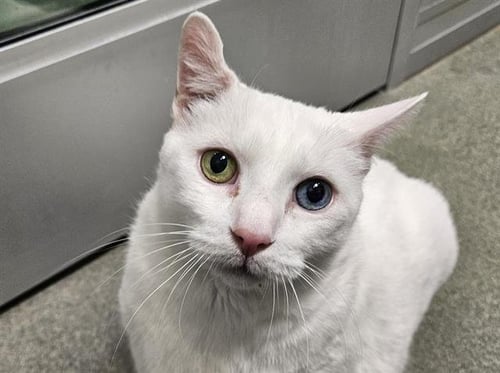 SABIAN - Domestic Short Hair available for adoption