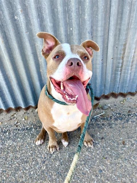 AZIELA - American Pit Bull Terrier available for adoption