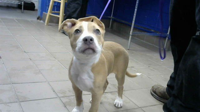 DIOR - American Pit Bull Terrier available for adoption