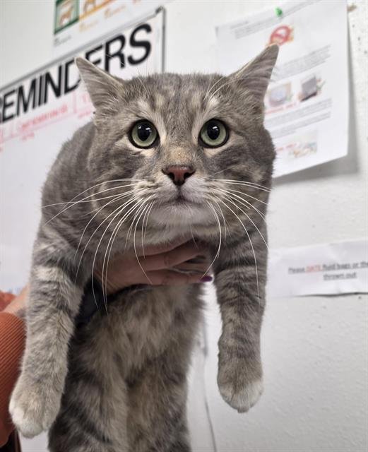 BIG PHIL - Domestic Short Hair available for adoption