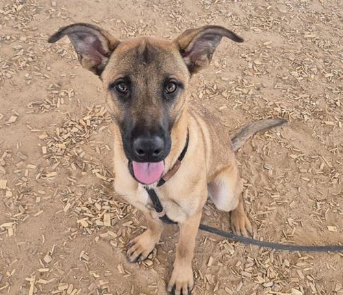 MAJOR - German Shepherd Dog available for adoption