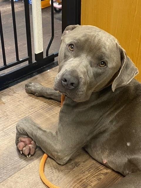ALBERT - American Pit Bull Terrier available for adoption