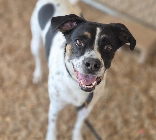 RICO - Australian Cattle Dog/Blue Heeler available for adoption