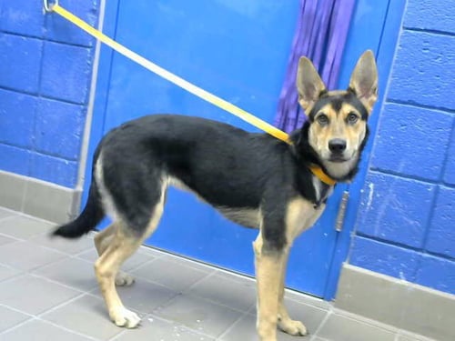 BEA - German Shepherd Dog available for adoption