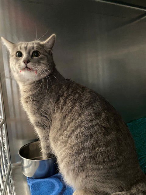 SHRIMPY - Domestic Short Hair available for adoption