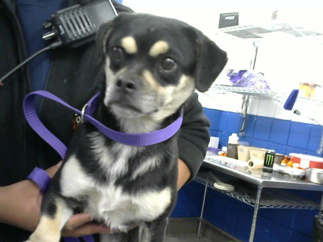 SARABI - Pug available for adoption