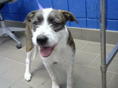 MANCHO - Border Terrier available for adoption