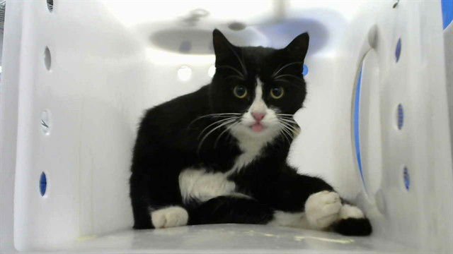 BELLA SWAN - Domestic Short Hair available for adoption