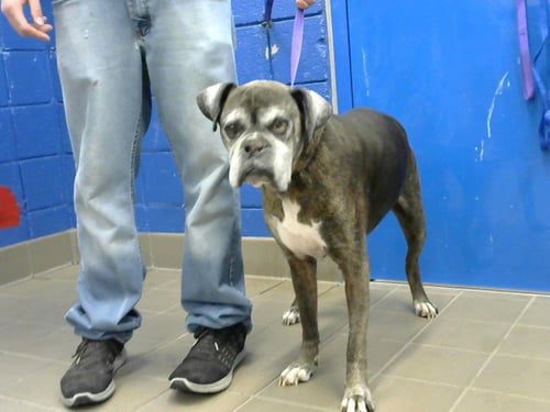 ROCKY - Boxer available for adoption