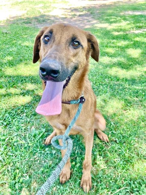 THOR - Rhodesian Ridgeback available for adoption