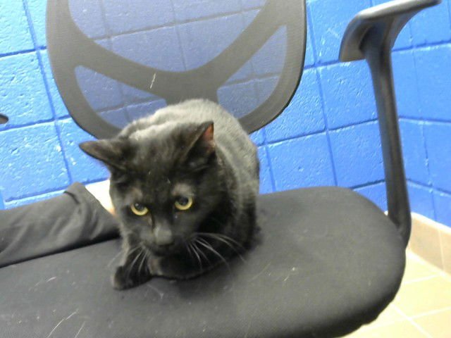 BAGHEERA - Domestic Short Hair available for adoption