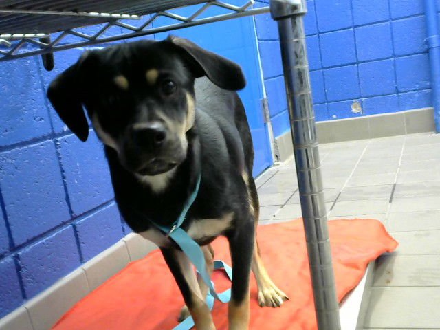 RUDOLFO - Podengo Portugueso available for adoption