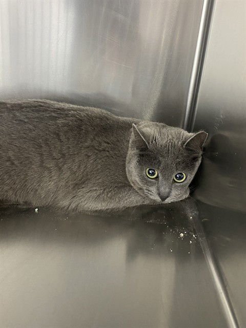 SNOW - Domestic Short Hair available for adoption